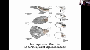 CM4. La locomotion et les squelette postcrânien.