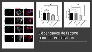 Article Vesicular Trafficking 2