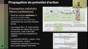 DFGSM2 - Pr. Huby - Neurotransmission et réseaux de neurones 03/02