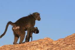 # La Science s’aMuse : Du deuil des babouins chacma au conservatoire d’anatomie