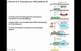 Transcription + code génétique HLBI530