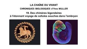 19. La Chaîne du Vivant - Chroniques Biologiques d’Yves Muller - Des chimères légendaires à l’étonnant voyage de cellules souches dans l’embryon