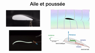 [BIA] L'aile et la poussée