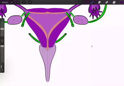 DFGSM2 UE - CM6 : APPAREIL RÉNAL ET VOIES URINAIRES Organes génitaux masculins et féminins - Martha Duraes