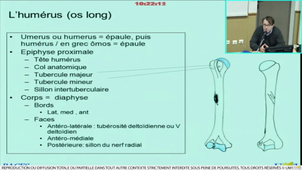 Généralités en anatomie des membres