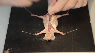 HLBE101 - Dissection Mus musculus