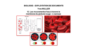 BIOLOGIE – EXPLOITATION DE DOCUMENTS : Organisation fonctionnelle de la cellule – 12ème Partie 'Les mouvements d’eau à travers la membrane du globule rouge - L’osmose'