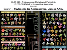 CM1 HLBE603 Introduction, Phylogénie des Angiospermes, Lignées ANA