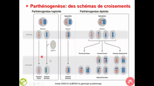 HAV409B - Déterminisme du Sexe - Parthénogenèse