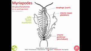 HAV408H - Ecdysozoaires Arthropodes Mandibulates Myriapodes