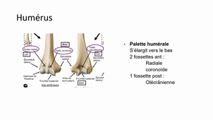 UE Appareil locomoteur - DFGSM3 - CM3 Ostéologie et arthrologie du membre supérieur - Y. Yahiaoui