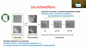 DFGSM2 UE Reproduction, Fertilité et Embryologie - 