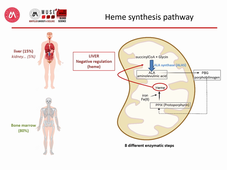 Hemoglobin and O2 transport