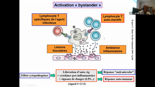 DFGSM 2 / Immunopathologie : Mécanismes physiopathologiques et principes de l’exploration de l’auto-immunité (CM1) Thierry Vincent (2022)