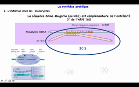 Ribosomes et traduction HLBI307