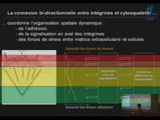 Master Biologie Santé – 21 octobre 2010 – Stéphane Bodin -
