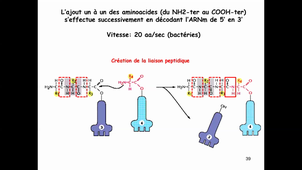 CM5 Bio Cell Partie 2 Organites - SMI-Traduction, Maturation protéiques et recyclage