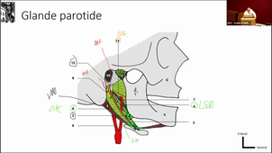 CM8_Tête et Cou_Anatomie_Guillaume CAPTIER_01-03-2024