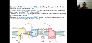 ED5 UE2 mitochondrie-peroxysome PACES E. Cornillot
