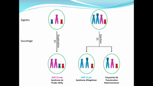 26/02/2021	14:00	16:00	DFGSM3 Génétique médicale : Anomalies de nombre, de structure et syndromes microdélétionnels (CM5)	Dr GATINOIS Vincent	Amphi Rabelais	DFGSM3