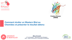 Comment révéler un Western Blot au Chemidoc et présenter le résultat obtenu