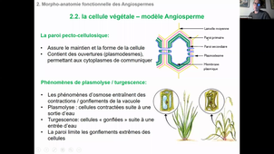 CM2 HLBE101 morpho anat des plantes Partie 2