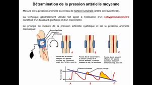 HLBI404_physio cardiovasculaire_CM4_série B_diapo 127 à 150