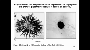 CM4 Bio Cell Partie 1 Le cytosquelette