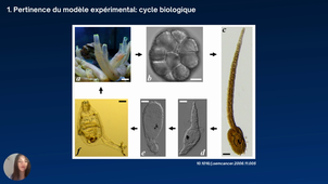 Article 4 apoptose
