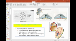 ED 11 PACES, UE2 Brouillet Rondelet
