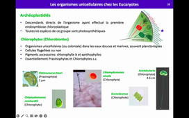 HAV521B - Eucaryotes unicellulaires n°1