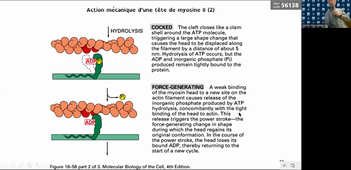HAV204V CM3 contraction Cycle 22-04-2022.mp4