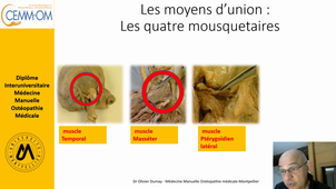 ATM et thérapeutiques manuelles