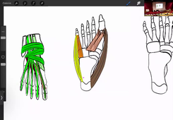 DFGSM2 -  Myologie Membre INF - Martha Duraes - 14/09/2026