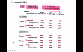 Cours 1 - HLBI530 Biologie Moléculaire