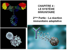 DAEU B – Cours de Biologie Chapitre 4 – Le système immunitaire 2ème Partie : La réaction immunitaire adaptative