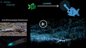 diaporama sonorisé la bioluminescence