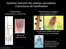HMBE 356 Formes végétales (2) - Racines