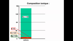 26-04-24-DFGSM2-Appareil rénal-CM16-JP CRISTOL.mp4