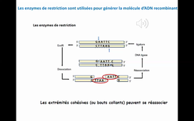 8. Production de protéines recombinantes HLBI307