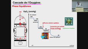 PASS ECUE PhG - Physiologie Humaine : Homéostasie et parcours de l'oxygène - Pr.Matecki - 04/09/2026