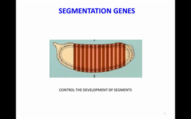 course M1 Developmental genetics
