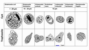 Introduction to Medical Protozoa - Aongart Mahittikorn - 07-09-2026.mp4