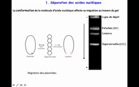 CM techniques Biologie Moléculaire HLBI530