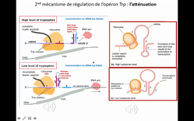 La régulation de l'expression génique 2- HLBI307