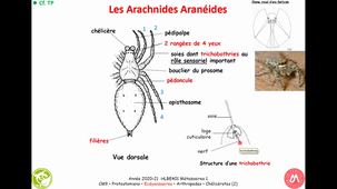 HAV408H - Protostomiens Ecdysozoaires Arthropodes Chélicérates (2)