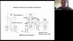 cours Immuno CAPES SVT Immunité adaptative