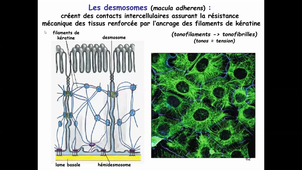 CM4 Bio Cell Partie 2 Adhérence et com. cellulaire