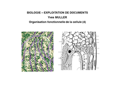 BIOLOGIE - EXPLOITATION DE DOCUMENTS :  Organisation fonctionnelle de la cellule - 4ème Partie 'Le système endomembranaire'