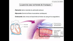 HLBI404_physio cardiovasculaire_CM1 diapo 1 à 41